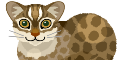 イリオモテヤマネコ