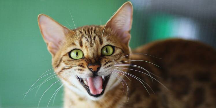 MeowTalk