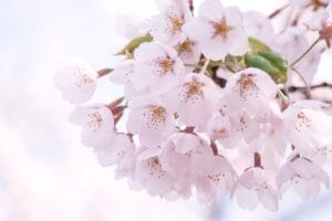 桜の開花予想情報