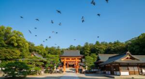 今後とまとめ」 青空の下、鳥が舞い上がる神社の参道 